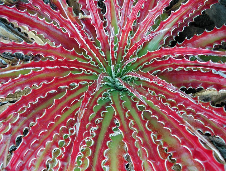 Hechtia Texensis (Texas False Agave) | 20+ seeds