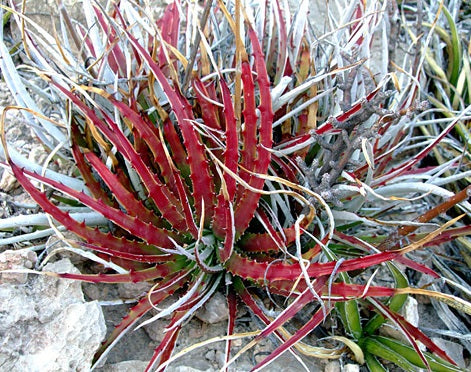 Hechtia Texensis (Texas False Agave) | 20+ seeds