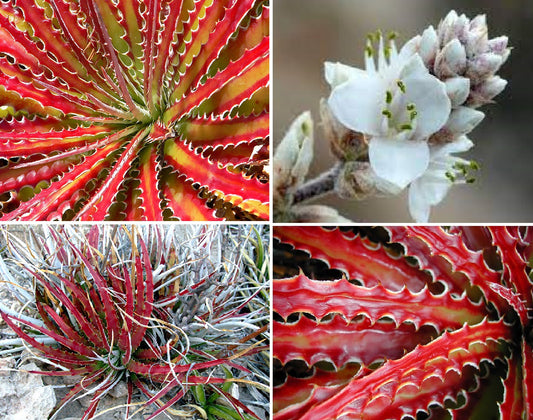 Hechtia Texensis (Texas False Agave) | 20+ seeds