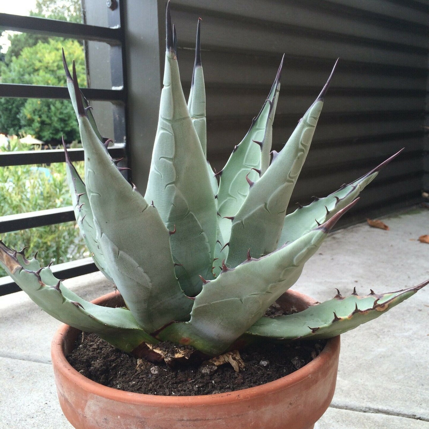 Agave Americana (Sentry/Century Agave) | 15+ seeds
