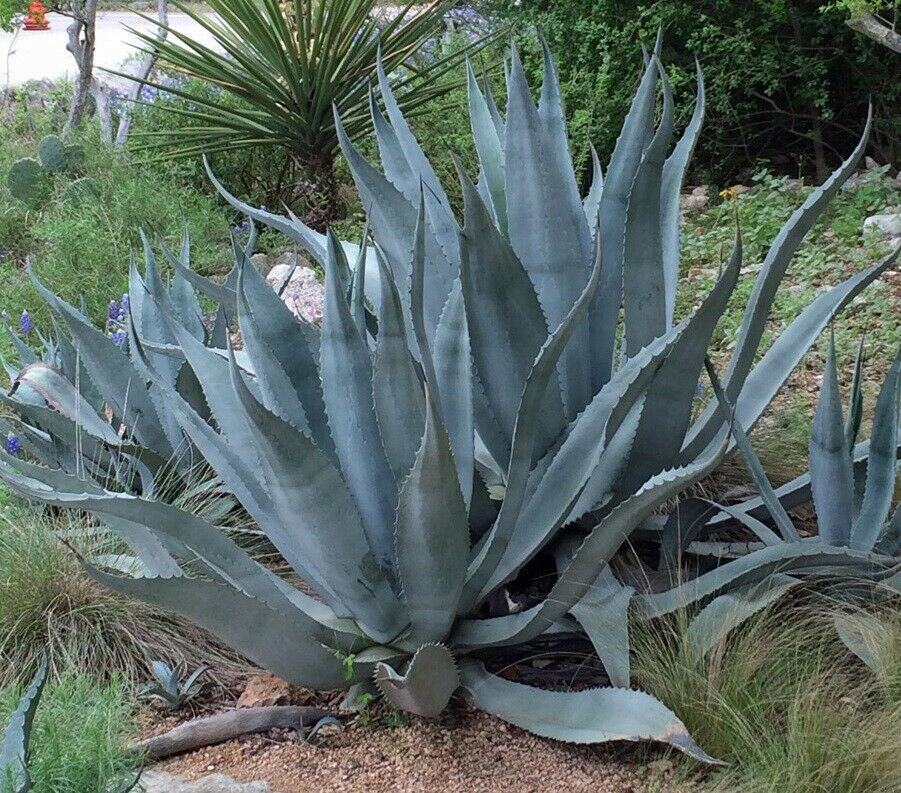 Agave Americana (Sentry/Century Agave) | 15+ seeds