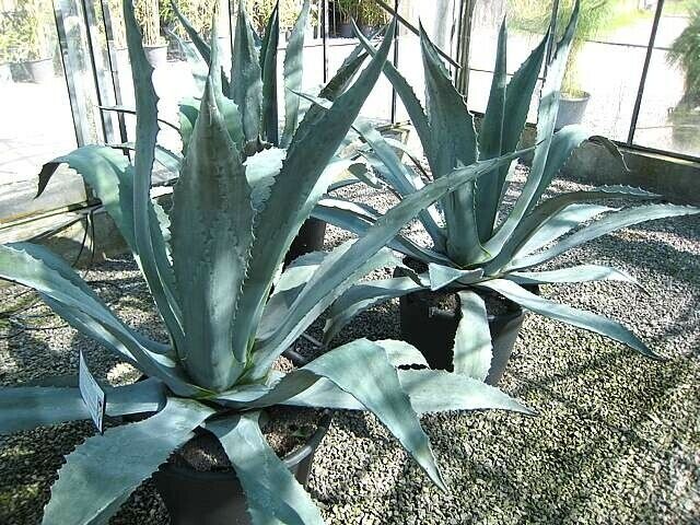 Agave Americana (Sentry/Century Agave) | 15+ seeds
