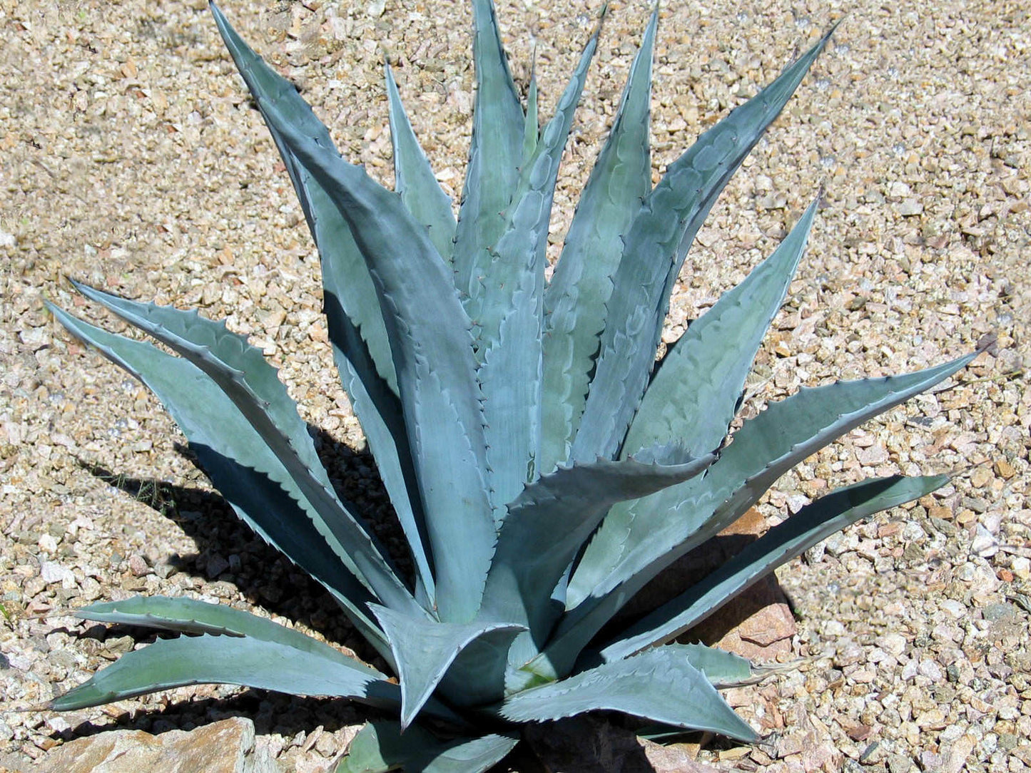 Agave Americana (Sentry/Century Agave) | 15+ seeds