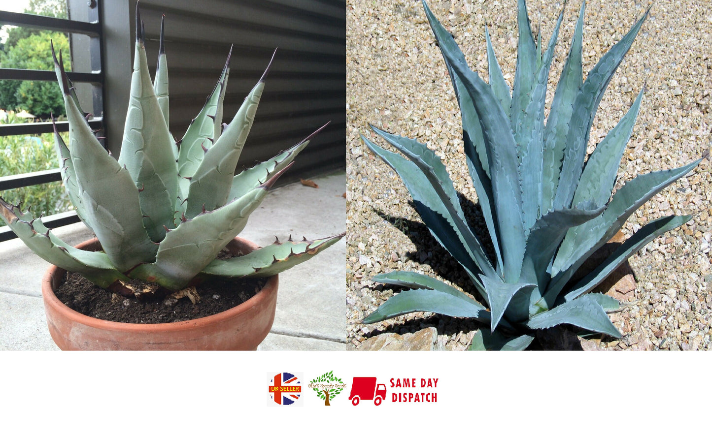 Agave Americana (Sentry/Century Agave) | 15+ seeds
