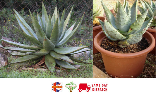 Aloe Spectabilis | 15+ seeds | House Plant