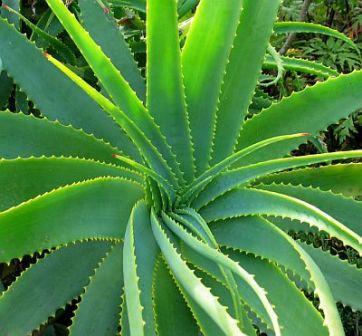 Aloe Vera | 15+ seeds | Medicinal | House Plant