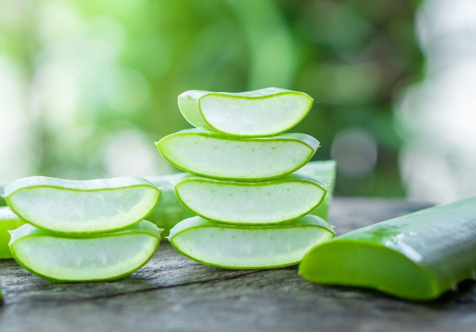 Aloe Vera | 15+ seeds | Medicinal | House Plant