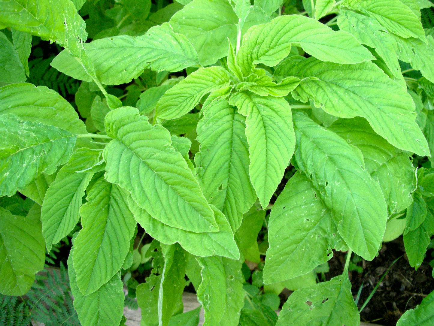 Amaranth - Green Giant 200+ seeds | UK Grown Callaloo | 苋菜