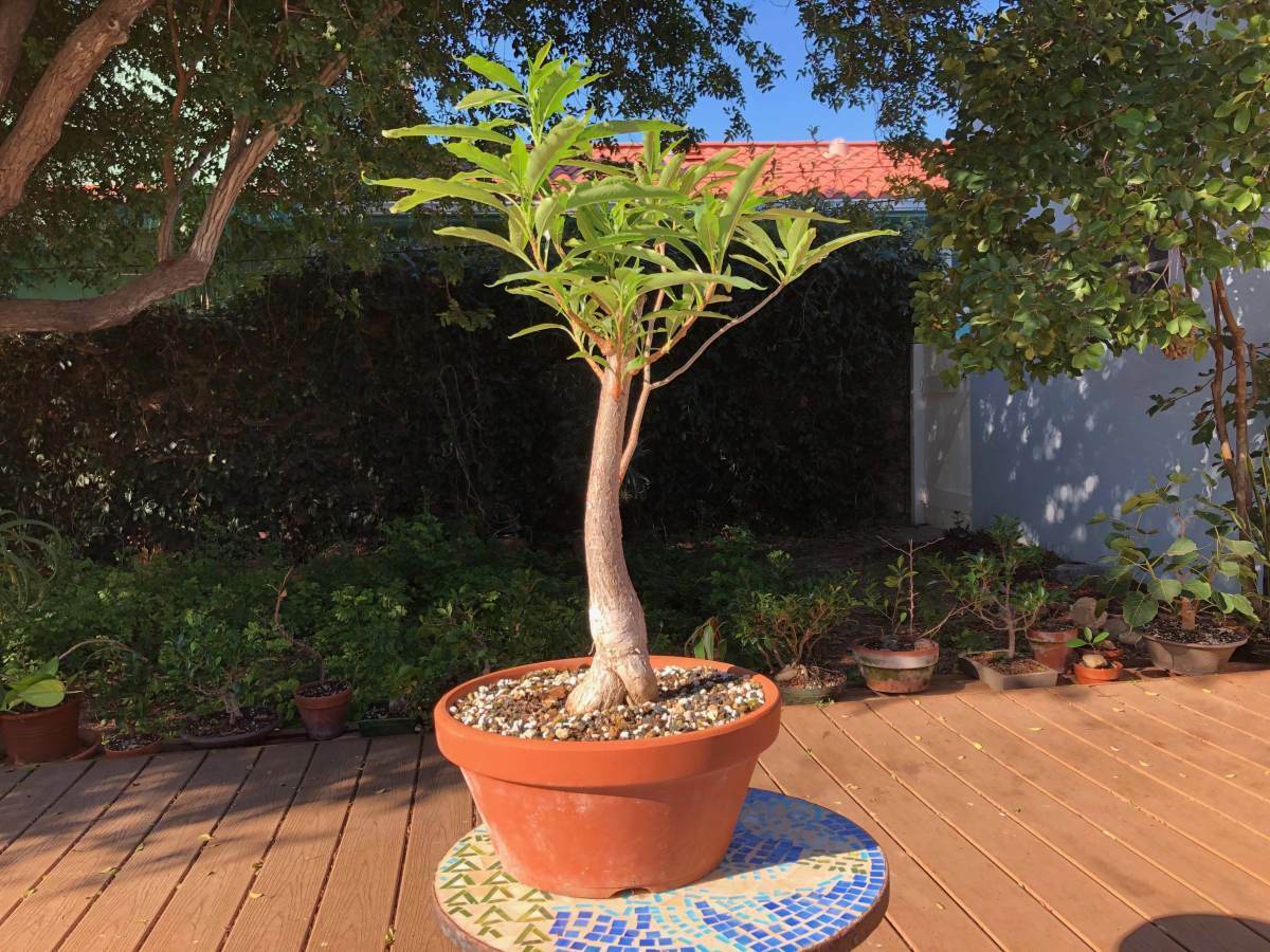 African Baobab Tree (Adansonia Digitata) 20+ seeds | Bonsai