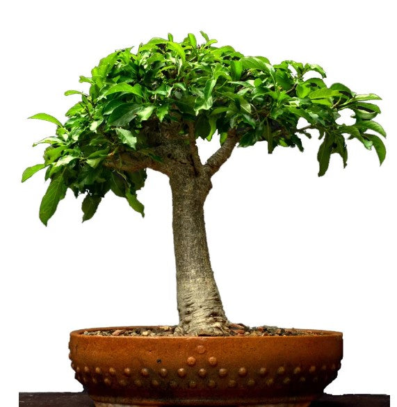 African Baobab Tree (Adansonia Digitata) 20+ seeds | Bonsai