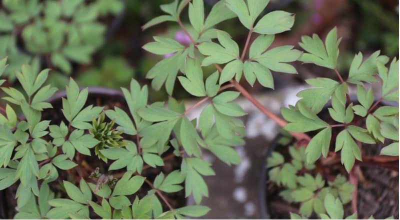 Bleeding Heat Plant (Dicentra Spectabilis) | 10+ seeds