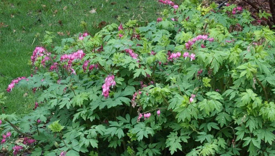 Bleeding Heat Plant (Dicentra Spectabilis) | 10+ seeds