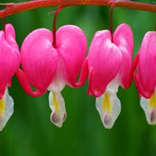 Bleeding Heat Plant (Dicentra Spectabilis) | 10+ seeds