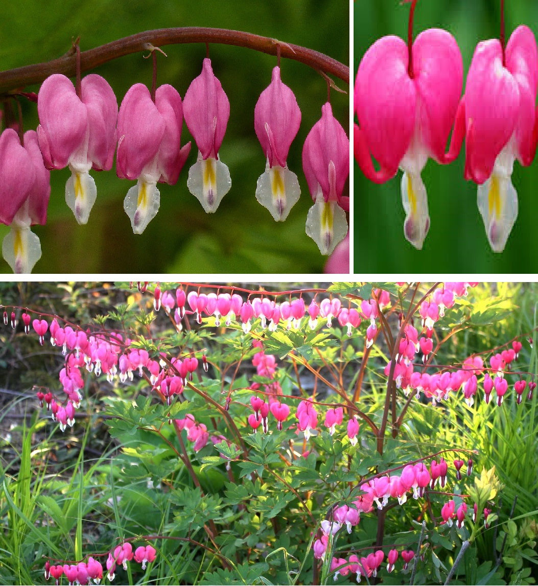 Bleeding Heat Plant (Dicentra Spectabilis) | 10+ seeds