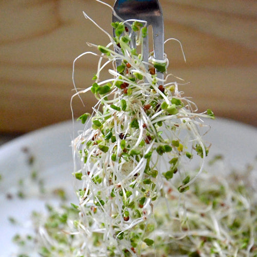 Organic Brocolli Sprouting Seeds | Microgreens | Non-GMO | Same Day Dispatch