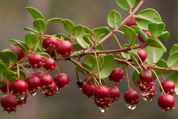 Chilean Guava | Ugni Molinae | Straberry Myrtle | Own Crop | 20+ Seeds