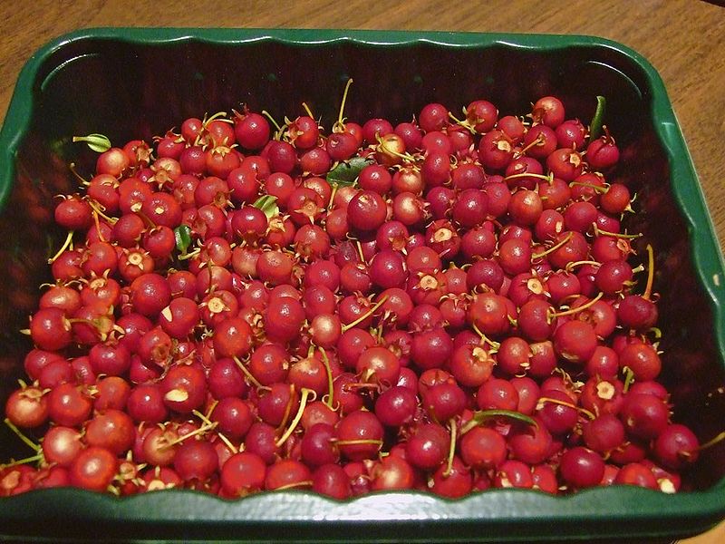 Chilean Guava | Ugni Molinae | Straberry Myrtle | Own Crop | 20+ Seeds