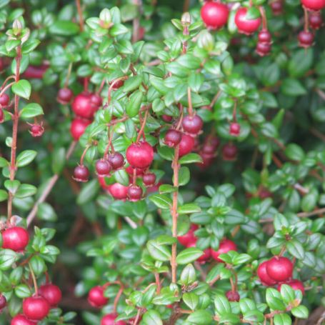 Chilean Guava | Ugni Molinae | Straberry Myrtle | Own Crop | 20+ Seeds