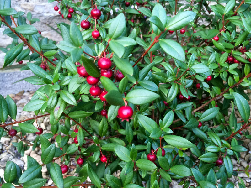 Chilean Guava | Ugni Molinae | Straberry Myrtle | Own Crop | 20+ Seeds