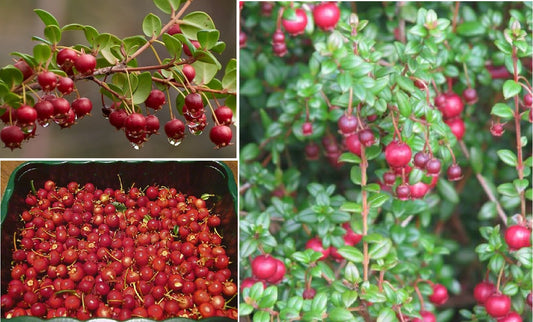 Chilean Guava | Ugni Molinae | Straberry Myrtle | Own Crop | 20+ Seeds