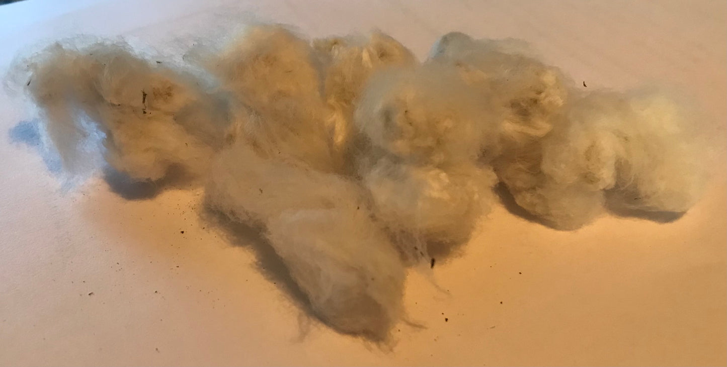 Mexican White Cotton Seeds (Gossypium Hirsutum) | 30+ seeds