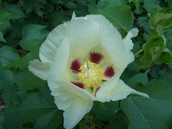 Mexican White Cotton Seeds (Gossypium Hirsutum) | 30+ seeds
