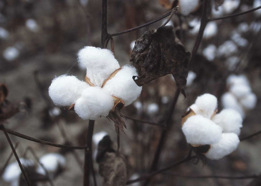 Mexican White Cotton Seeds (Gossypium Hirsutum) | 30+ seeds