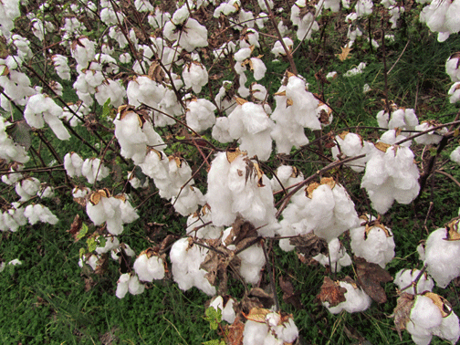 Mexican White Cotton Seeds (Gossypium Hirsutum) | 30+ seeds