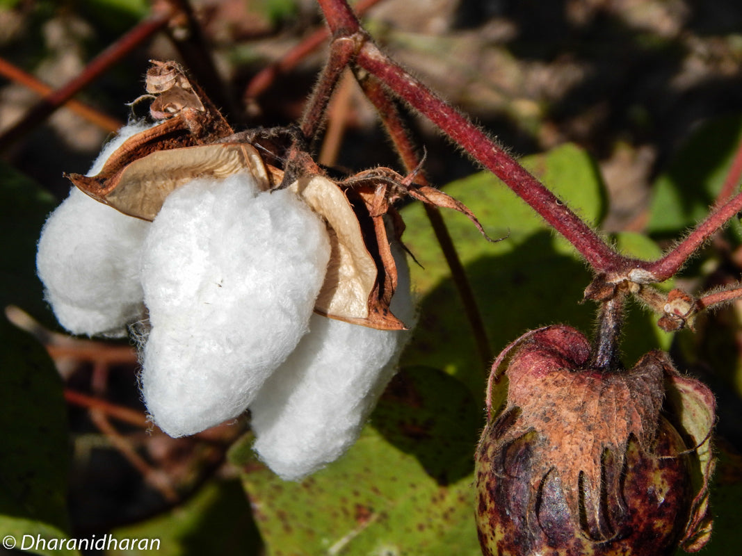 Mexican White Cotton Seeds (Gossypium Hirsutum) | 30+ seeds