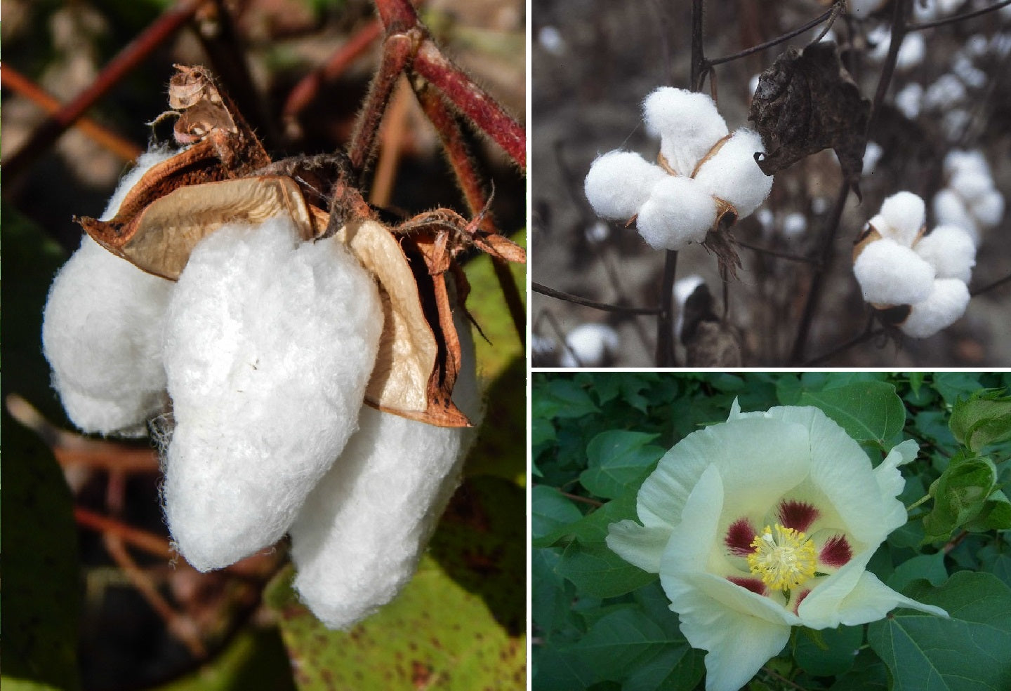 Mexican White Cotton Seeds (Gossypium Hirsutum) | 30+ seeds