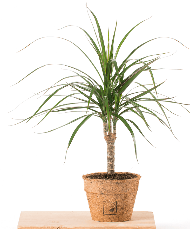Dragon Tree (Dracaena Draco) | 10+seeds | House Plant