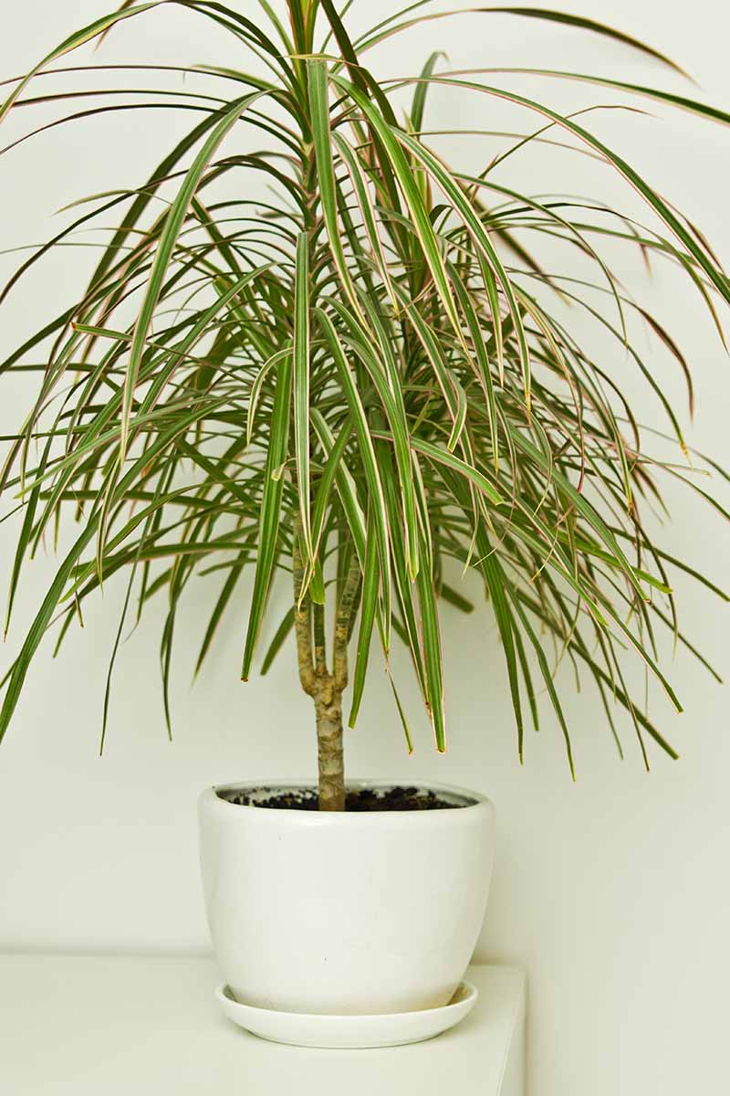 Dragon Tree (Dracaena Draco) | 15+seeds | House Plant