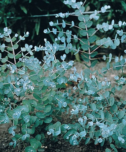 Eucalyptus Gamophylla "Blue Mallee" "Silver Dollar" | 20+ seeds