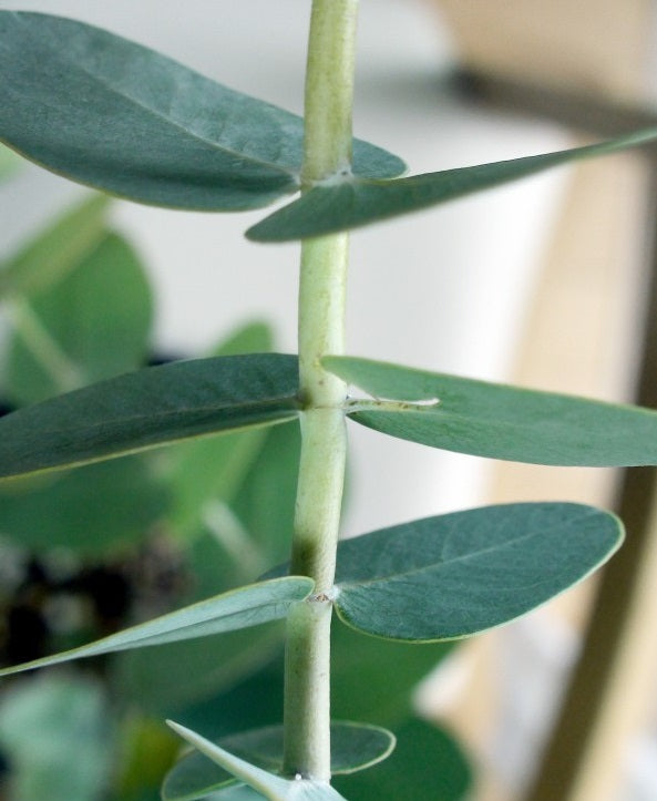 Eucalyptus Gamophylla "Blue Mallee" "Silver Dollar" | 20+ seeds