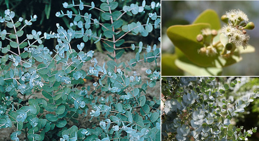 Eucalyptus Gamophylla "Blue Mallee" "Silver Dollar" | 50+ seeds