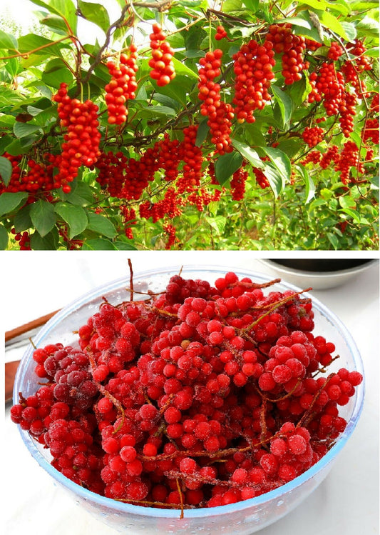 Five Flavor Berry (Schisandra Chinensis) | 五味子 | 10+ Seeds | Hardy