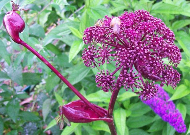 Angelica Gigas | 10+ fresh seeds | Loved by Bees
