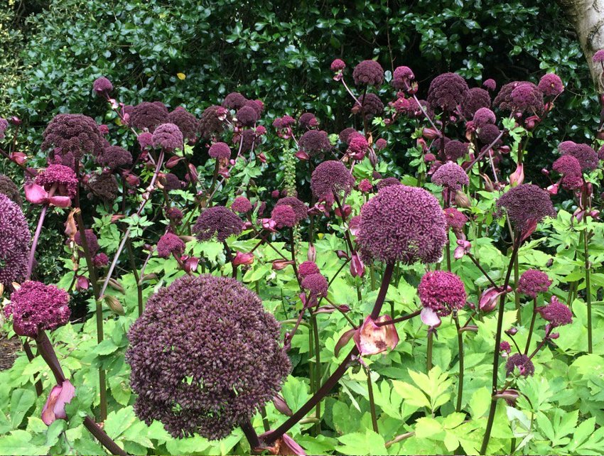 Angelica Gigas | 10+ fresh seeds | Loved by Bees