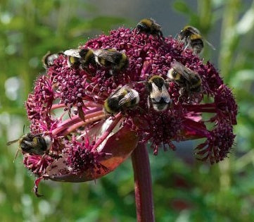 Angelica Gigas | 10+ fresh seeds | Loved by Bees