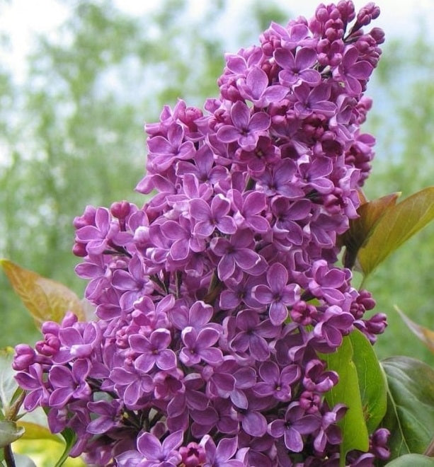 Purple Lilac Syringa Vulgaris | 50+ seeds | Wonderful Frangrance | Bees
