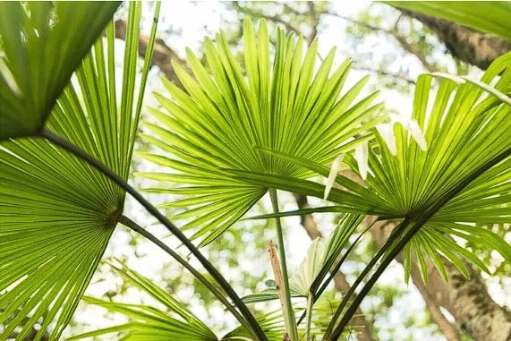 Chinese Fan Palm (Livistona Chinensis) | 10 seeds | Stunning Houseplant