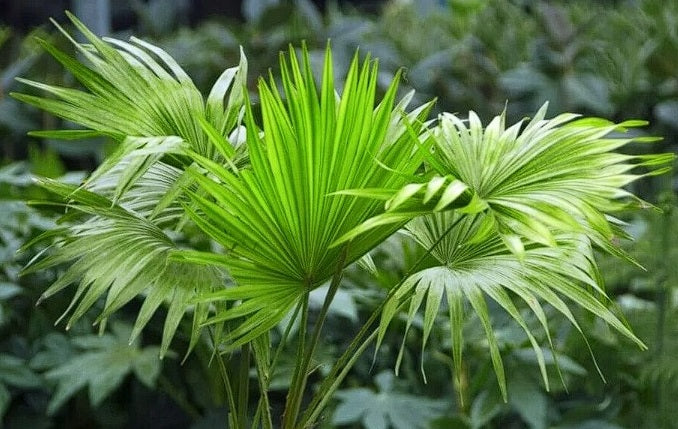 Chinese Fan Palm (Livistona Chinensis) | 10 seeds | Stunning Houseplant
