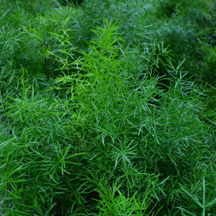 Foxtail Fern '"Asparagus Meyersii" | 15+ seeds | Houseplant