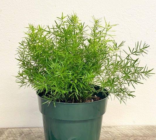 Foxtail Fern '"Asparagus Meyersii" | 15+ seeds | Houseplant