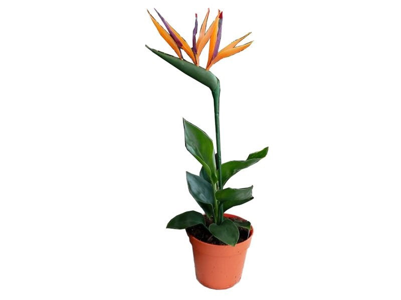 Orange Bird Of Paradise (Strelitzia Reginae) | 10 seeds
