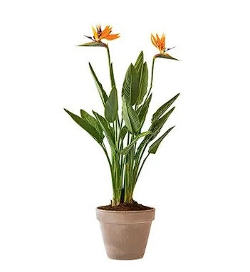 Orange Bird Of Paradise (Strelitzia Reginae) | 10 seeds