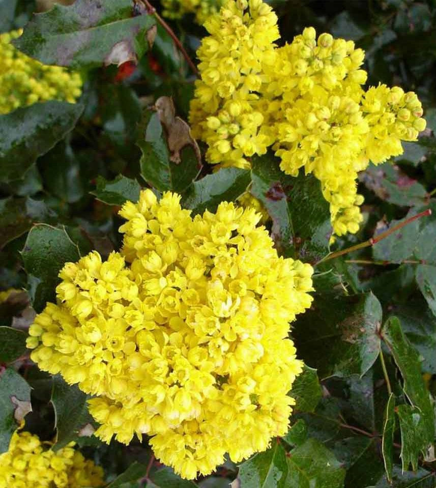 Oregon Grape (Mahonia Aquifolium) | 50+ seeds | Fully Hardy