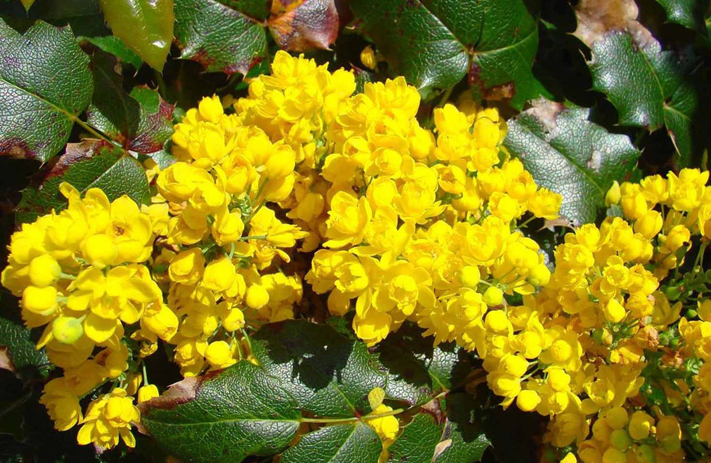 Oregon Grape (Mahonia Aquifolium) | 50+ seeds | Fully Hardy