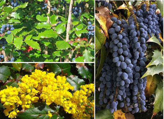 Oregon Grape (Mahonia Aquifolium) | 50+ seeds | Fully Hardy