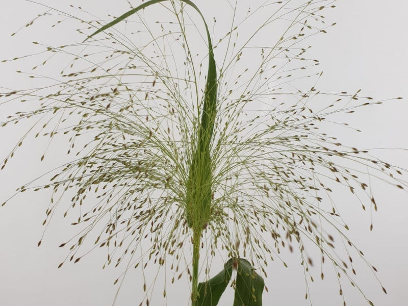 Panicum Virgatum "Fontaine" | Ornamental Grass | 30+ seeds
